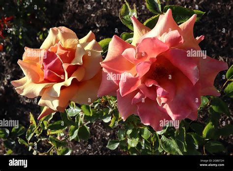 Roze rozen – Belle Epoque.